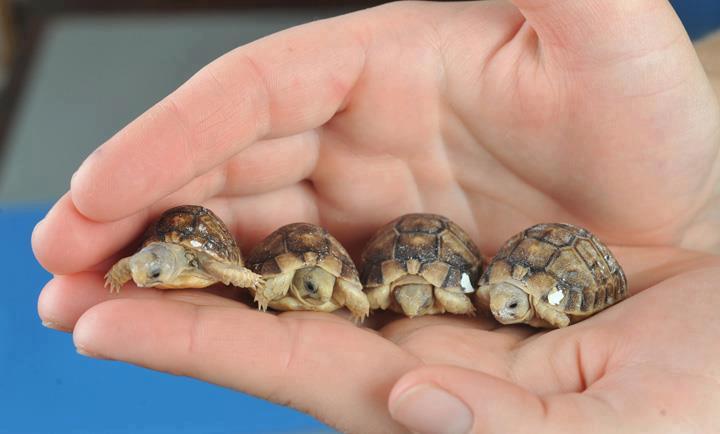 Turtles In Hand